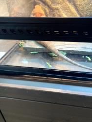 Found/Stray Unknown Reptile last seen Cottage Way and Bell near Howe Park, Arden-Arcade, CA 95825
