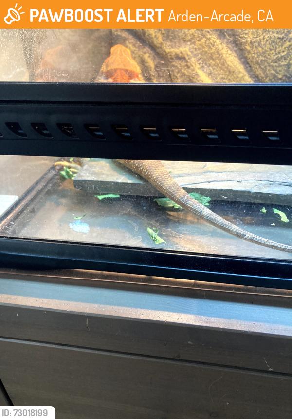 Found/Stray Unknown Reptile last seen Cottage Way and Bell near Howe Park, Arden-Arcade, CA 95825