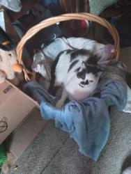 Lost Male Cat last seen Windor and elliot, Windsor, ON N9A