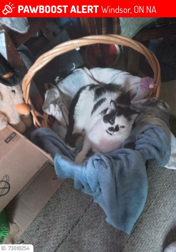 Lost Male Cat last seen Windor and elliot, Windsor, ON N9A