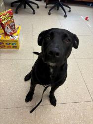 Shelter Stray Male Dog last seen CHESTERFIELD, VA, 23832, 9300 Public Works Rd, Chesterfield, VA 23832, USA