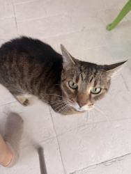 Lost Male Cat last seen Shannon lakes , Plantation, FL 33325