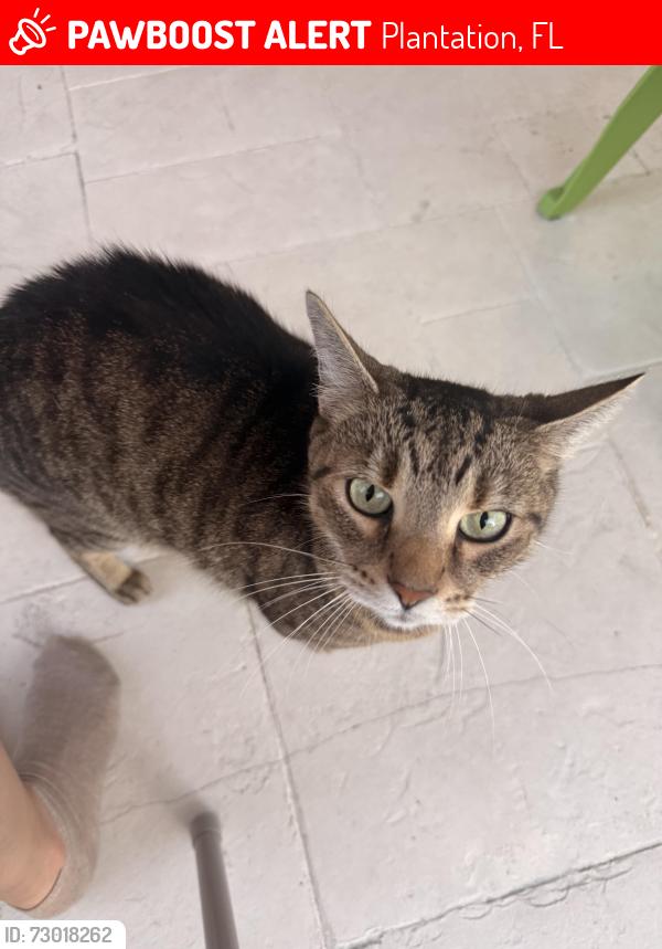 Lost Male Cat last seen Shannon lakes , Plantation, FL 33325
