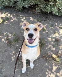 Shelter Stray Male Dog last seen Near Easy Street, San Diego, CA, 92105, 5500 Gaines St, San Diego, CA 92110, USA