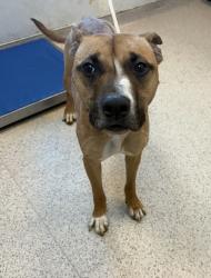 Shelter Stray Male Dog last seen Near E 149 Street, BRONX, NY, 10455, 326 E 110th St, New York, NY 10029, USA