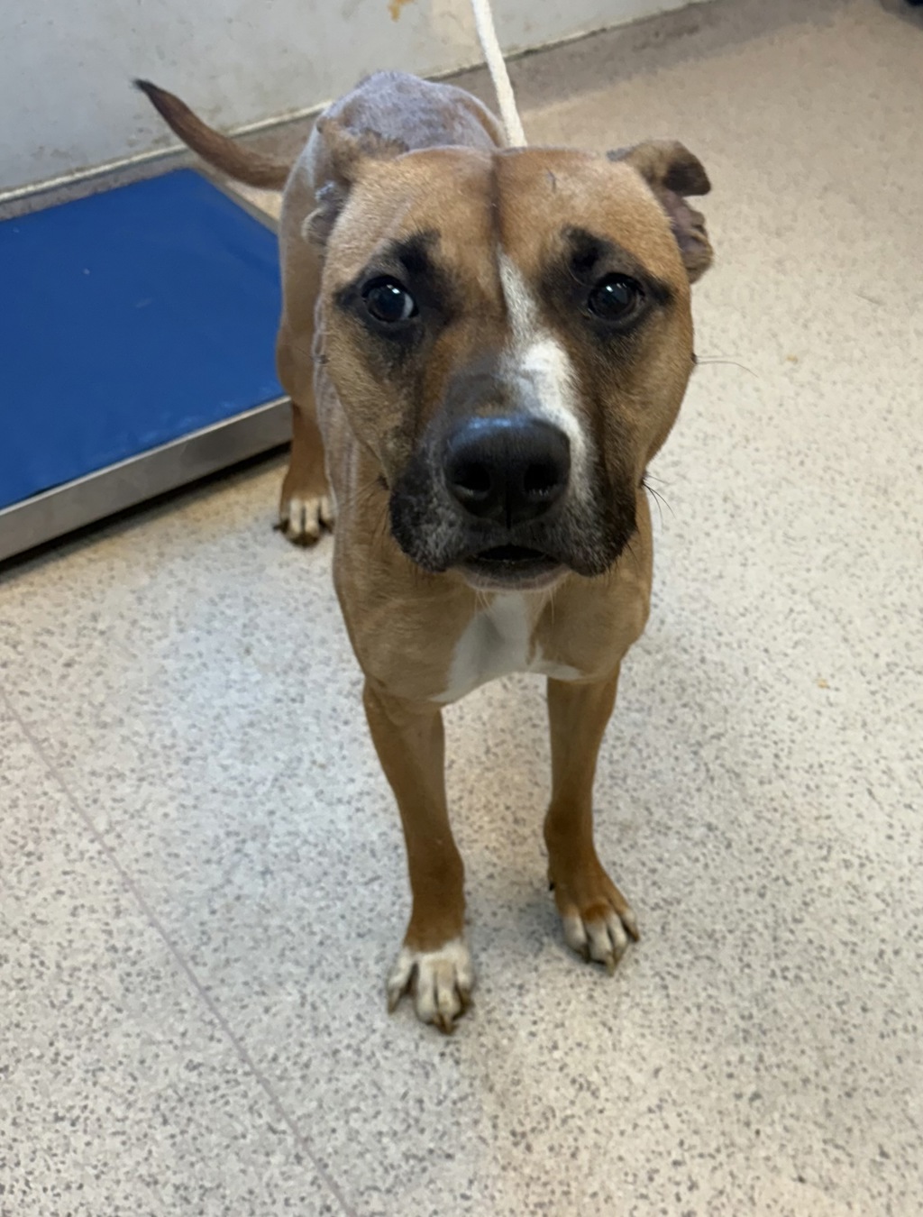 Shelter Stray Male Dog last seen Near E 149 Street, BRONX, NY, 10455, 326 E 110th St, New York, NY 10029, USA