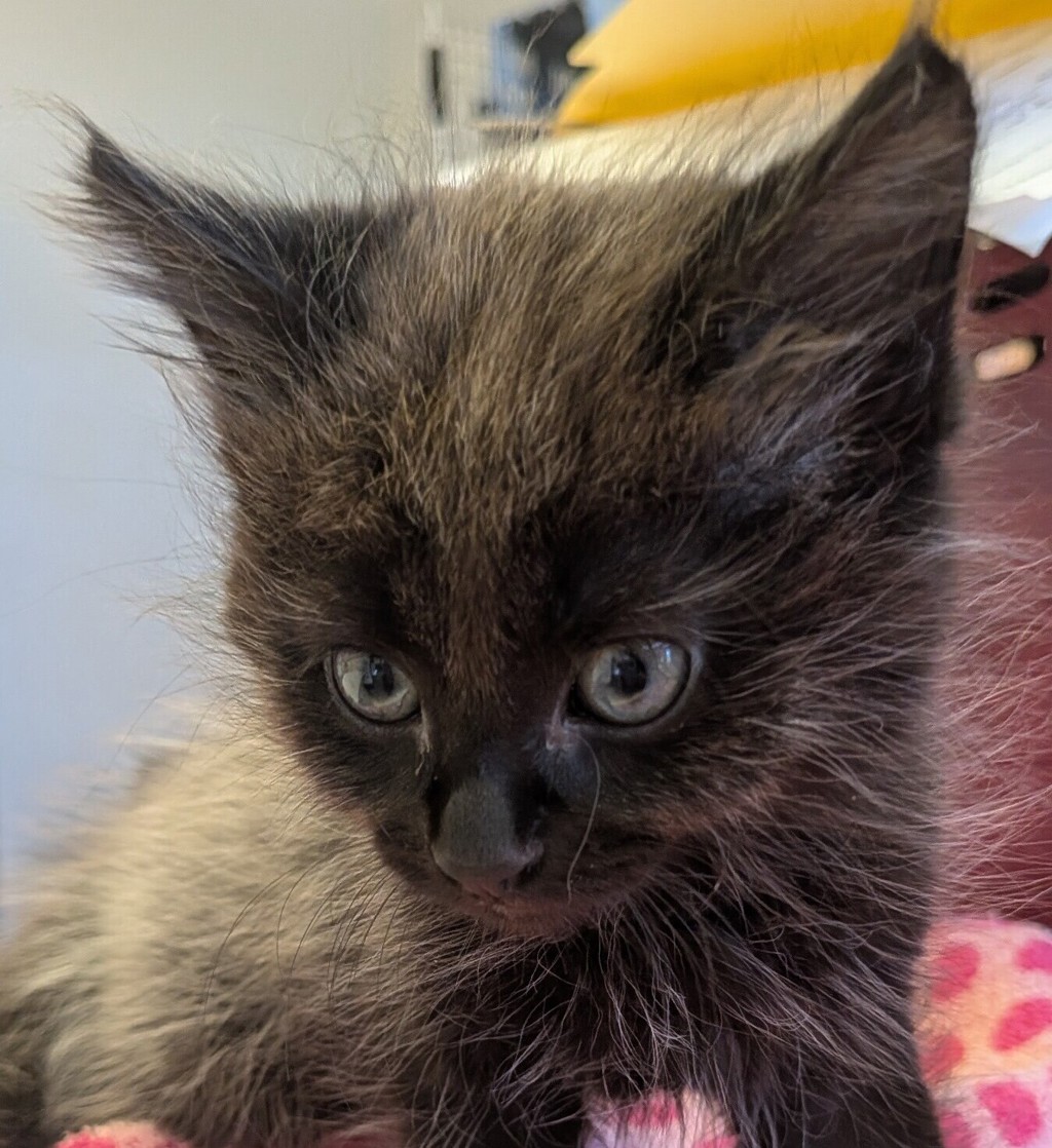 Shelter Stray Male Cat last seen Sunburst Lane, LIVERMORE, CA, 94550, 8323 Baldwin St, Oakland, CA 94621, USA
