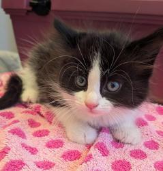 Shelter Stray Male Cat last seen Sunhurst Lane, LIVERMORE, CA, 94550, 8323 Baldwin St, Oakland, CA 94621, USA