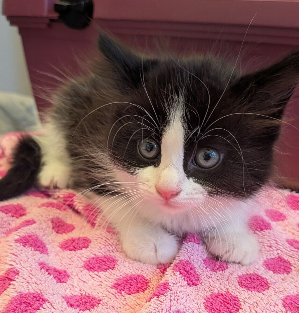 Shelter Stray Male Cat last seen Sunhurst Lane, LIVERMORE, CA, 94550, 8323 Baldwin St, Oakland, CA 94621, USA