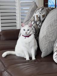 Lost Female Cat last seen Westgreen & park briar dr , Katy, TX 77450