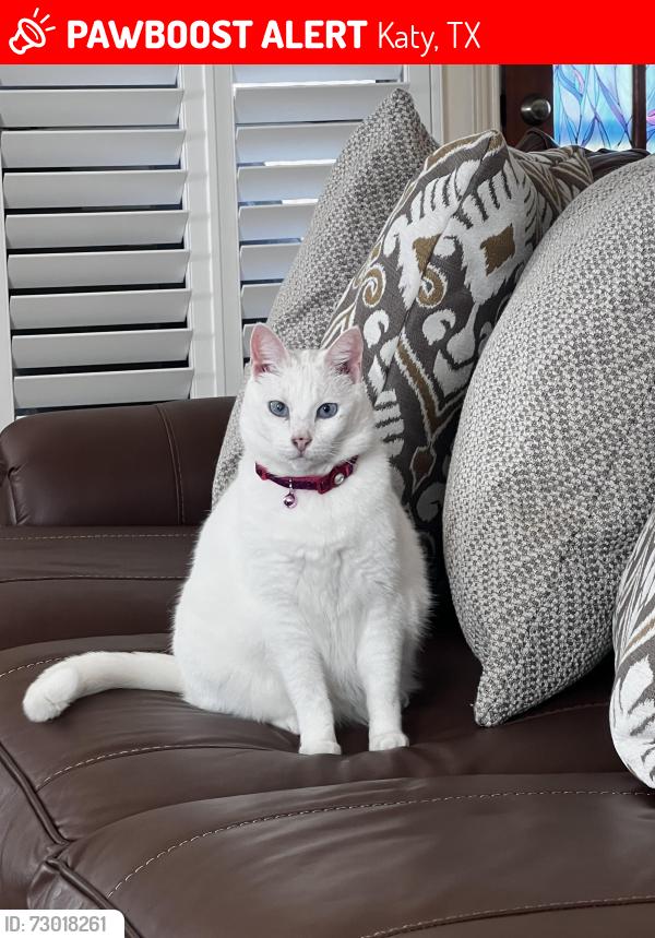 Lost Female Cat last seen Westgreen & park briar dr , Katy, TX 77450
