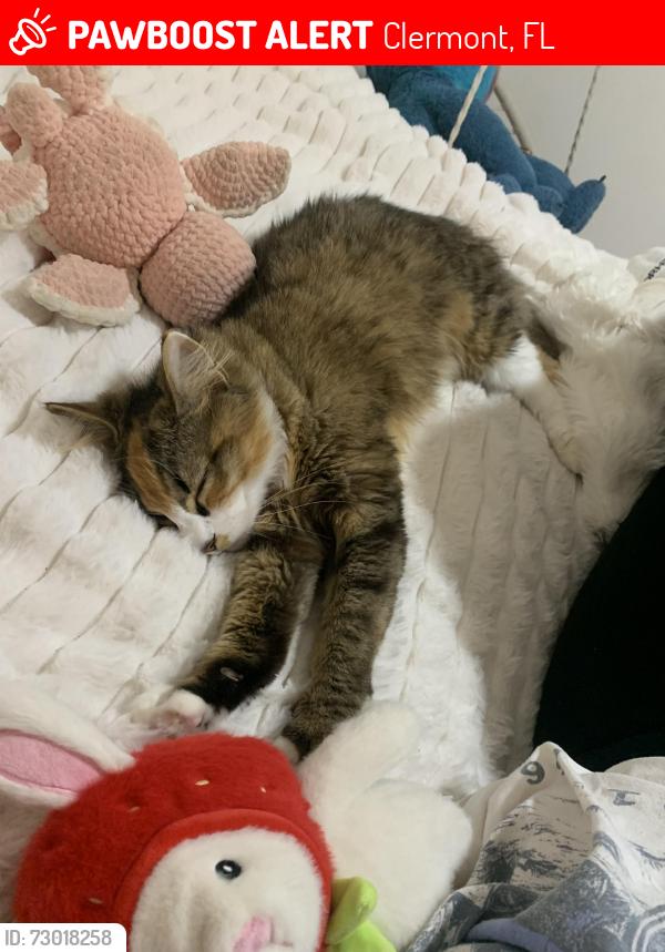 Lost Female Cat last seen Kensington, Clermont, FL 34711