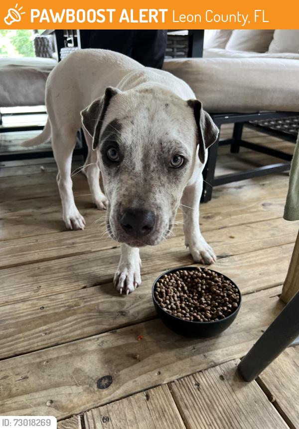 Found/Stray Unknown Dog last seen West Tennessee St / Poplar Dr, Leon County, FL 32304