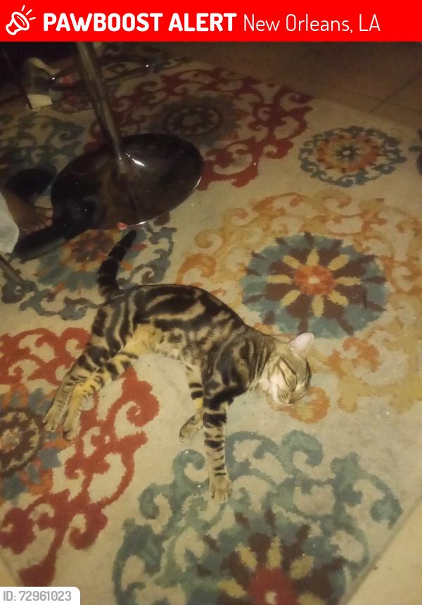 Lost Male Cat last seen Near Grand Teton Court, New Orleans, LA 70131