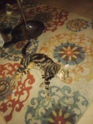 Lost Male Cat last seen Near Grand Teton Court, New Orleans, LA 70131