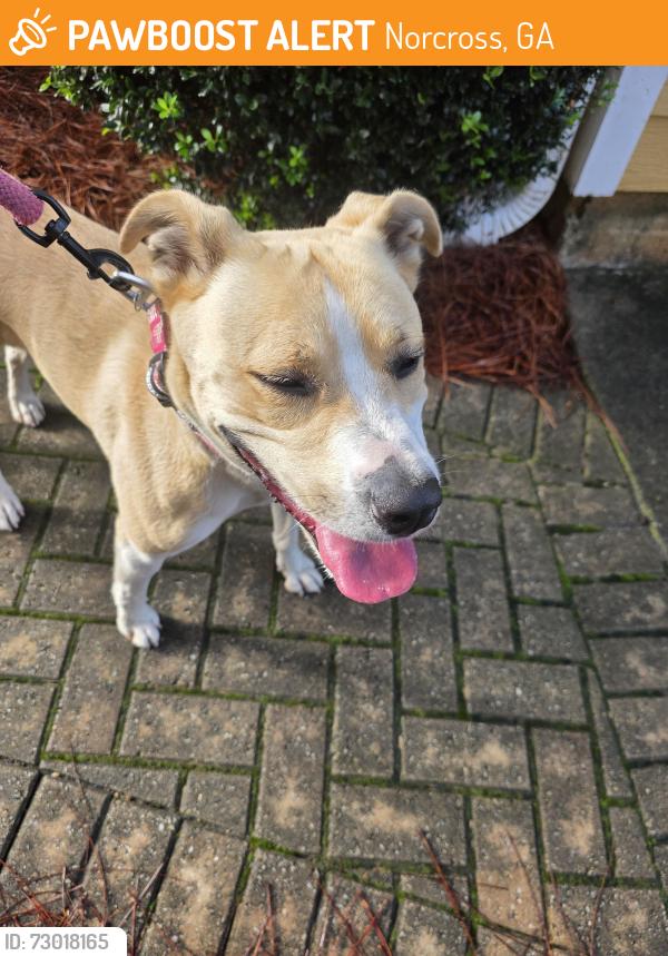 Found/Stray Female Dog last seen Buford Hwy and Summer Place, Norcross, GA 30071
