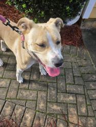 Found/Stray Female Dog last seen Buford Hwy and Summer Place, Norcross, GA 30071