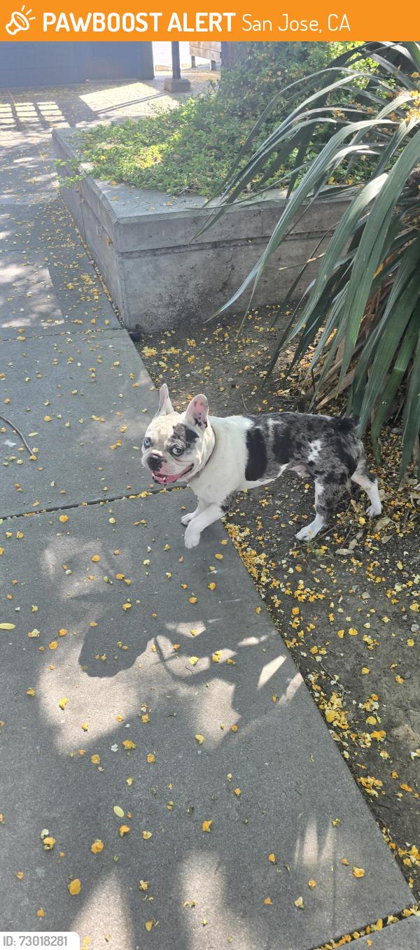 Found/Stray Male Dog last seen McCreery Ave and Story Rd, San Jose, CA 95116
