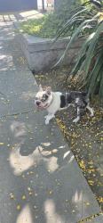 Found/Stray Male Dog last seen McCreery Ave and Story Rd, San Jose, CA 95116