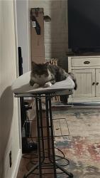 Lost Male Cat last seen 320th & 2st, Federal Way, WA 98023