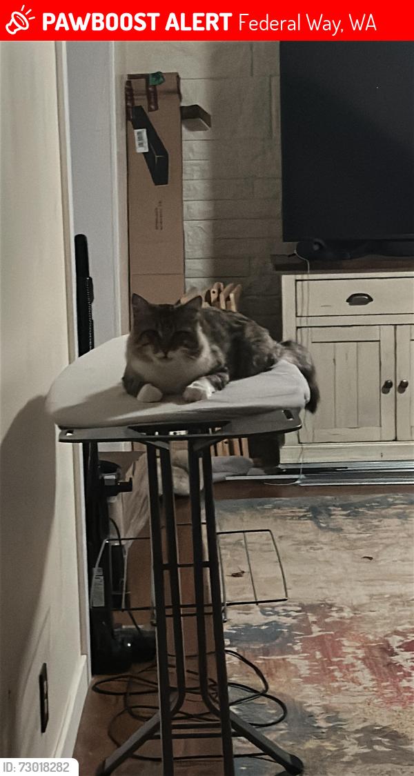Lost Male Cat last seen 320th & 2st, Federal Way, WA 98023