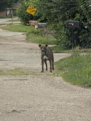 Found/Stray Male Dog last seen Millersville road, Indianapolis, IN 46205