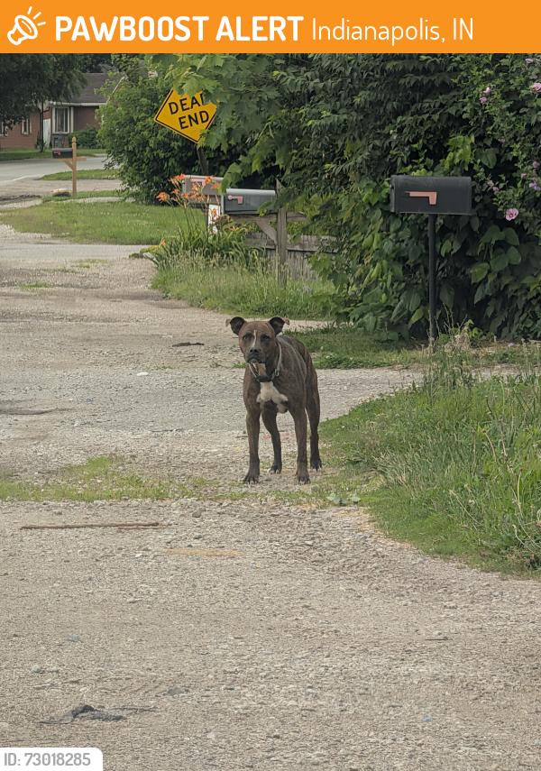 Found/Stray Male Dog last seen Millersville road, Indianapolis, IN 46205