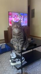 Lost Male Cat last seen Near Carling Dr., Saint Paul, MN 55108