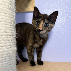 Shelter Stray Female Cat last seen , 8020 Washington St, Port Richey, FL 34668, USA