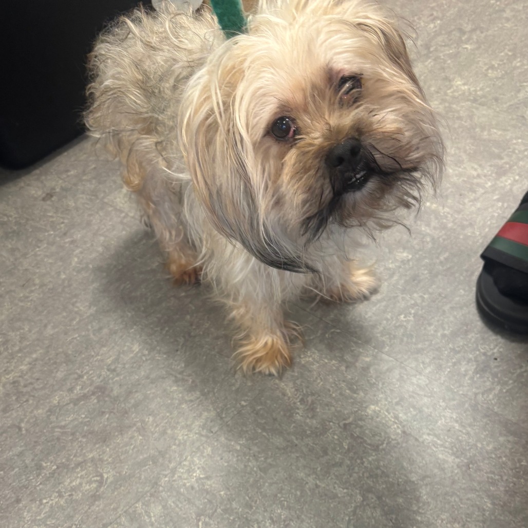 Shelter Stray Male Dog last seen , Animal Care & Control Team of Philly, 111 W Hunting Park Ave, Philadelphia, PA 19140, USA