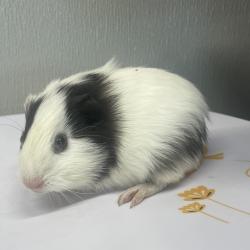 Shelter Stray Male Other last seen , 3607 N Armenia Ave, Tampa, FL 33607, USA