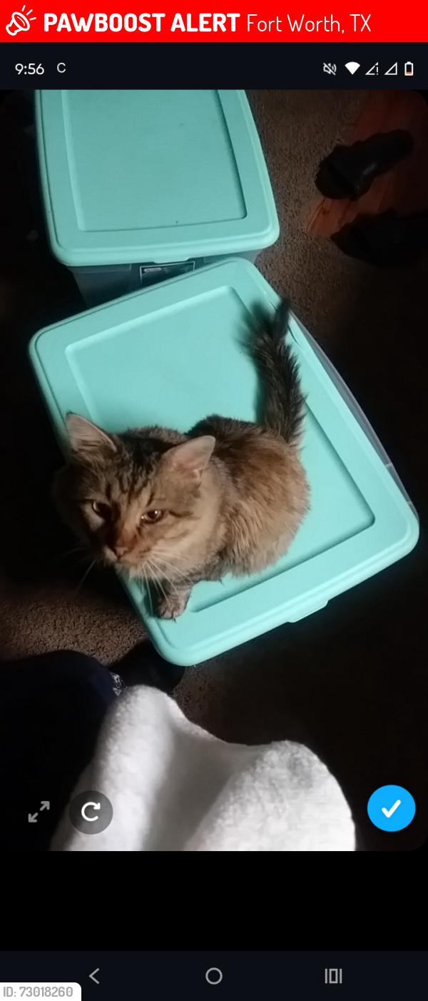 Lost Male Cat last seen westcreek park, Fort Worth, TX 76133