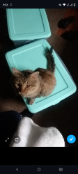 Lost Male Cat last seen westcreek park, Fort Worth, TX 76133