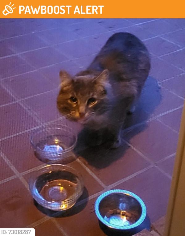 Found/Stray Unknown Cat last seen Near and Mound Shelby Twp, MI Condo Complex, Shelby Township, MI 48316