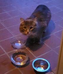 Found/Stray Unknown Cat last seen Near and Mound Shelby Twp, MI Condo Complex, Shelby Township, MI 48316