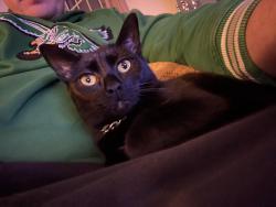 Lost Female Cat last seen Stadium Dr. , Wake Forest, NC 27587
