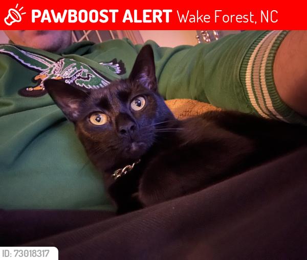 Lost Female Cat last seen Stadium Dr. , Wake Forest, NC 27587