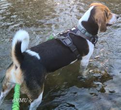 Lost Male Dog last seen Serenity village, near dog park, Liverpool, NY 13090
