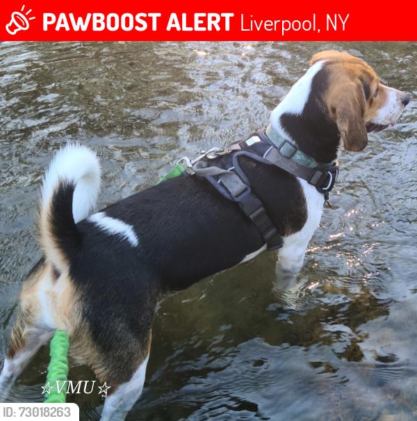 Lost Male Dog last seen Serenity village, near dog park, Liverpool, NY 13090