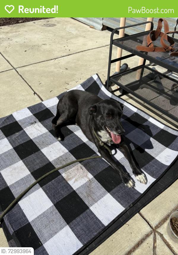 Reunited Female Dog last seen N First St & W Younger Ave, San Jose, CA 95110, USA, San Jose, CA 95110