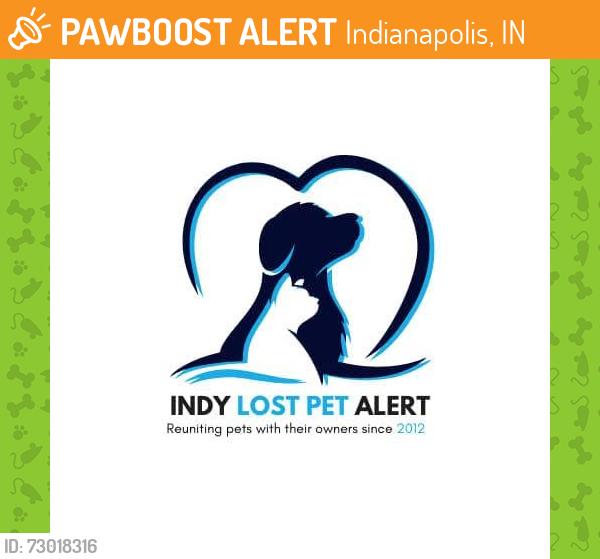 Found/Stray Unknown Cat last seen Rockville Road and S. Lynhurst., Indianapolis, IN 46224