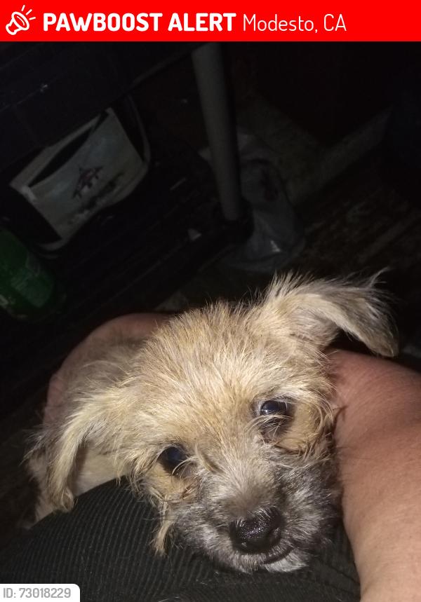 Lost Male Dog last seen Dale. pelendale kiernan, Modesto, CA 95356