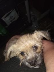 Lost Male Dog last seen Dale. pelendale kiernan, Modesto, CA 95356