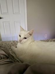 Lost Female Cat last seen Westgreen blvd , Katy, TX 77450
