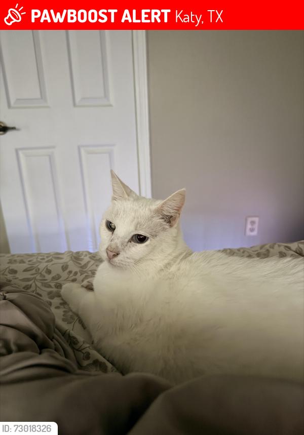 Lost Female Cat last seen Westgreen blvd , Katy, TX 77450