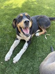 Found/Stray Female Dog last seen Easy Kelso street, Tucson, AZ 85712