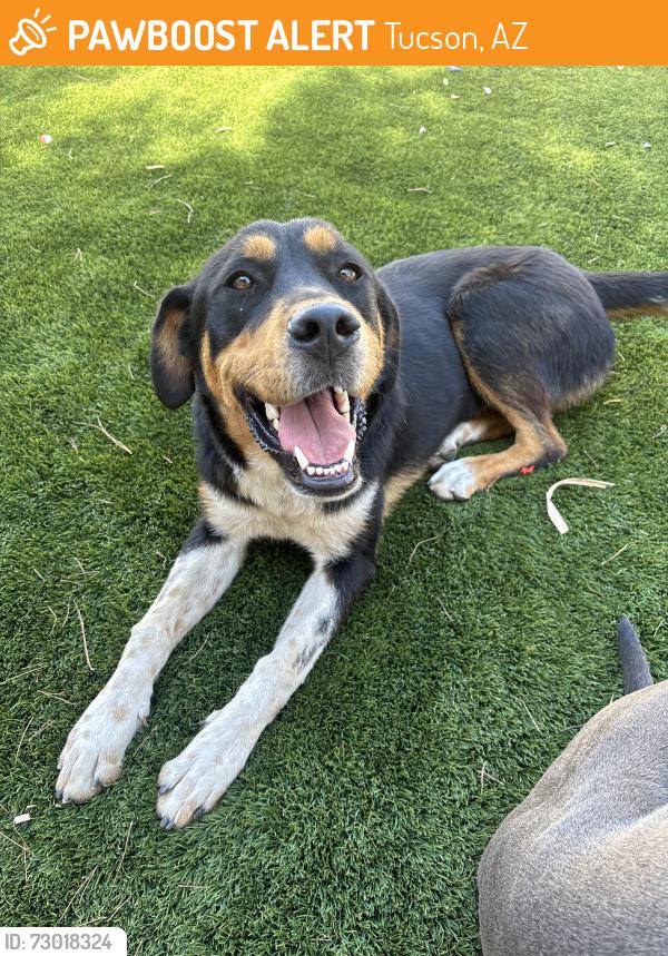 Found/Stray Female Dog last seen Easy Kelso street, Tucson, AZ 85712