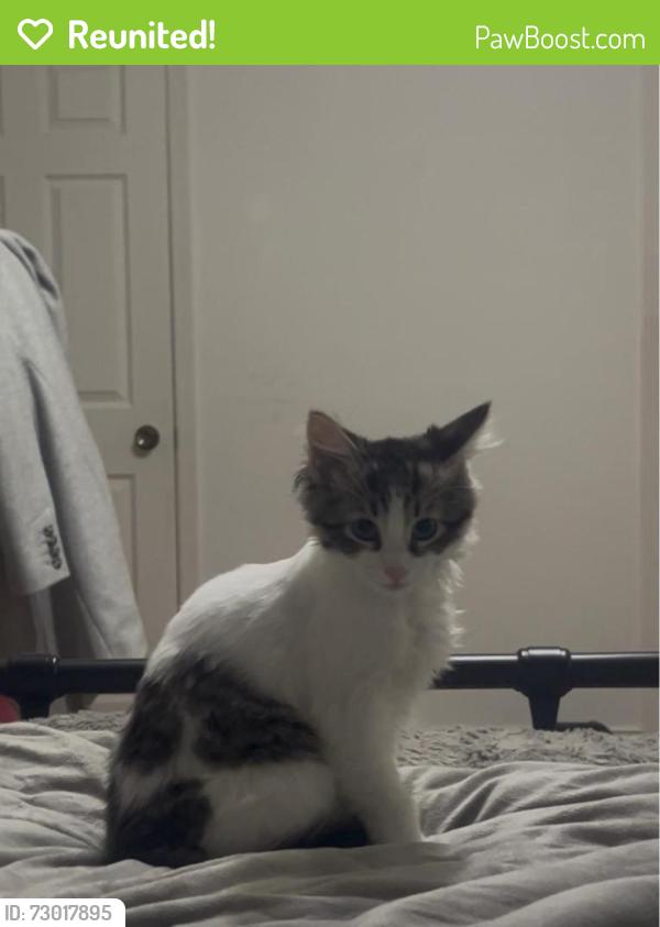 Reunited Female Cat last seen Markham station, Markham, ON L3P 6L7