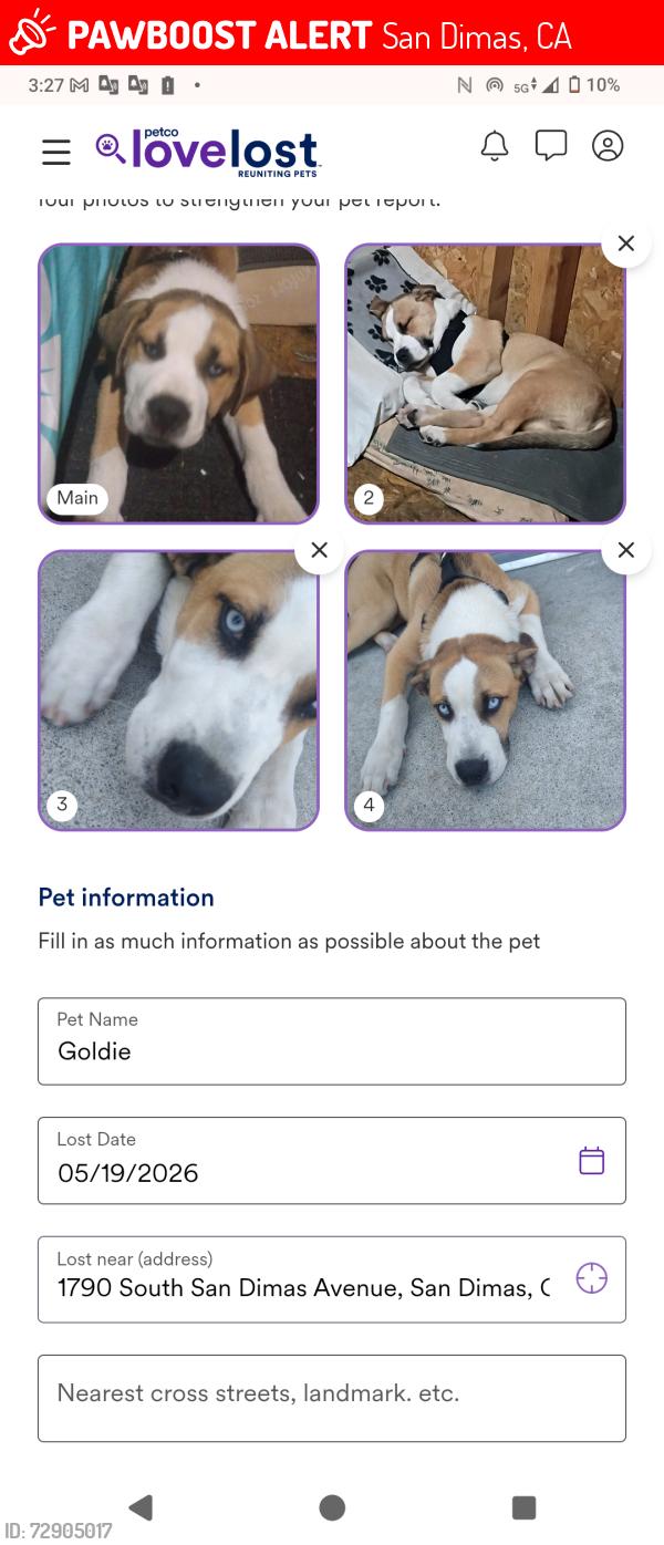 Lost Male Dog last seen San dimas , San Dimas, CA 91773
