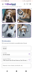 Lost Male Dog last seen San dimas , San Dimas, CA 91773